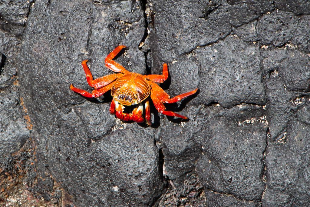 פורטו וילאמיל Chez Manany Galapagos Ecolodge מראה חיצוני תמונה