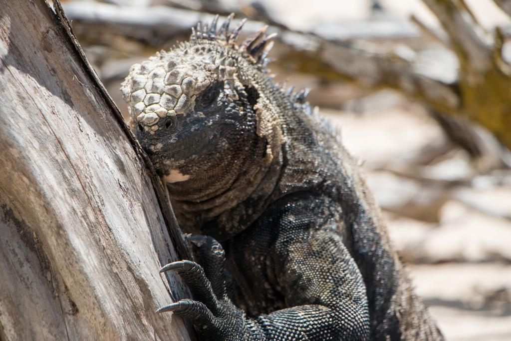 פורטו וילאמיל Chez Manany Galapagos Ecolodge מראה חיצוני תמונה