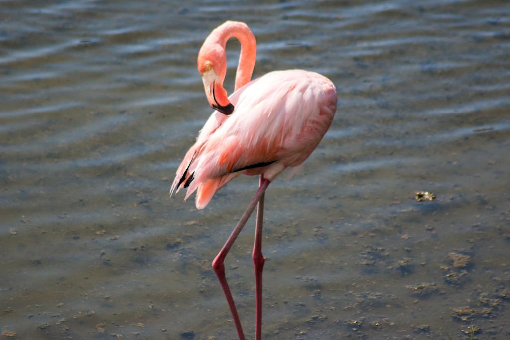 פורטו וילאמיל Chez Manany Galapagos Ecolodge מראה חיצוני תמונה