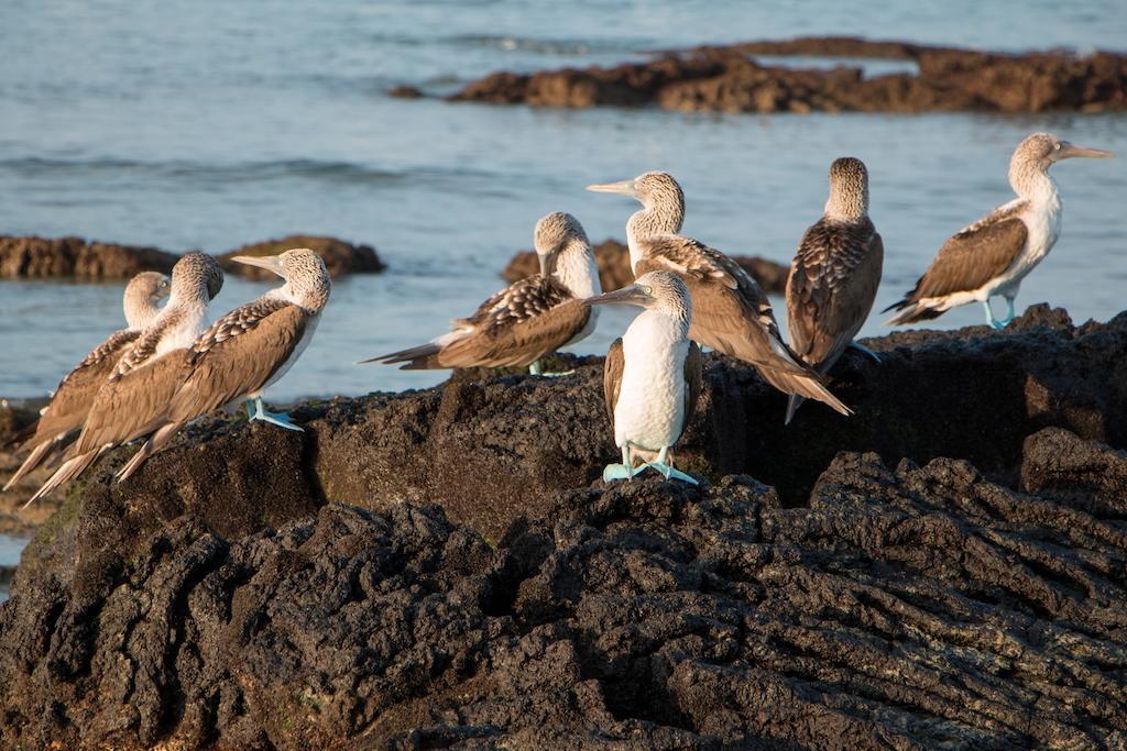 פורטו וילאמיל Chez Manany Galapagos Ecolodge מראה חיצוני תמונה