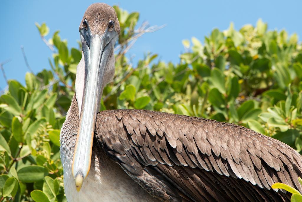 פורטו וילאמיל Chez Manany Galapagos Ecolodge מראה חיצוני תמונה